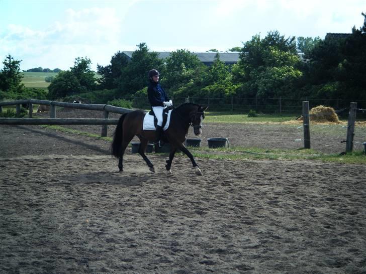 Hollandsk Sportspony Magic Pirock - Stævne - opvarmning. billede 13