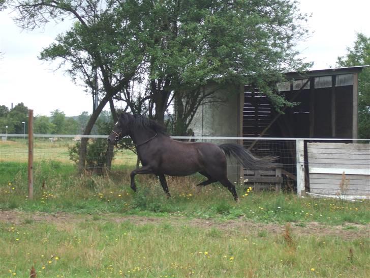 Welsh Pony af Cob-type (sec C) Amora solgt billede 10