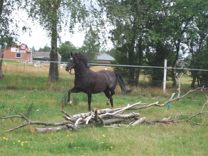 Welsh Pony af Cob-type (sec C) Amora solgt billede 11