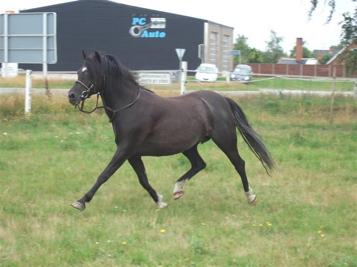 Welsh Pony af Cob-type (sec C) Amora solgt billede 12
