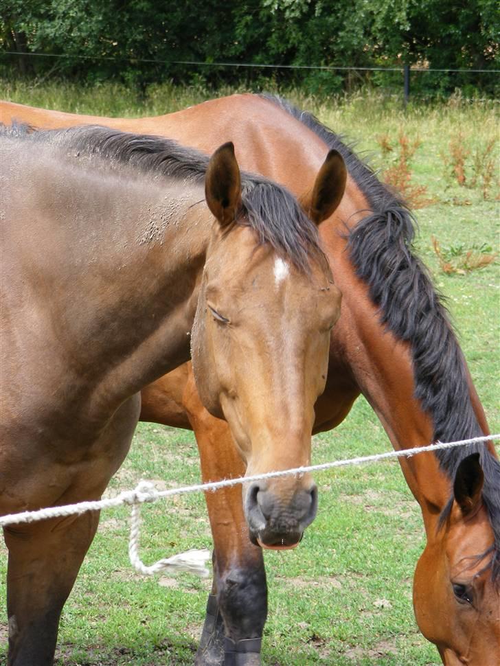 Anden særlig race Romeo R.I.P. - Den lille frækkert :) billede 16