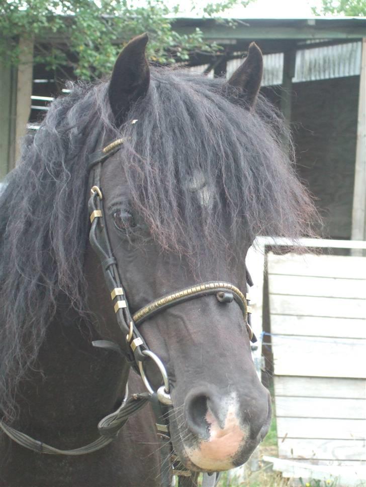Welsh Pony af Cob-type (sec C) Amora solgt billede 13