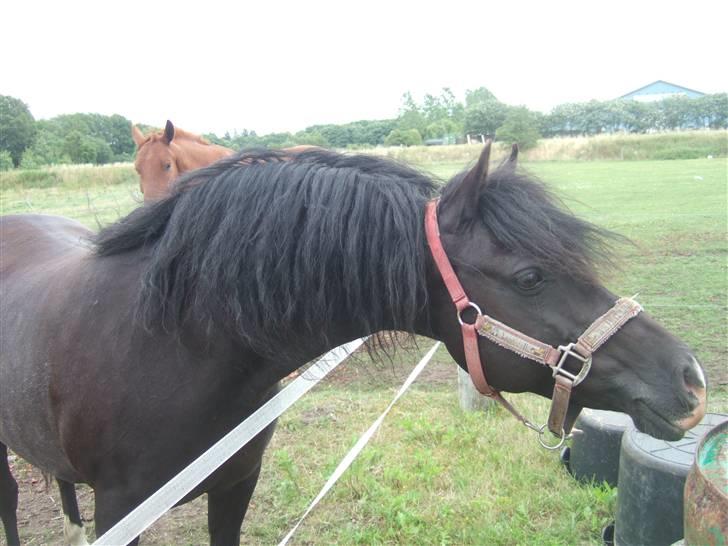 Welsh Pony af Cob-type (sec C) Amora solgt billede 14