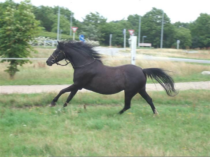 Welsh Pony af Cob-type (sec C) Amora solgt billede 15