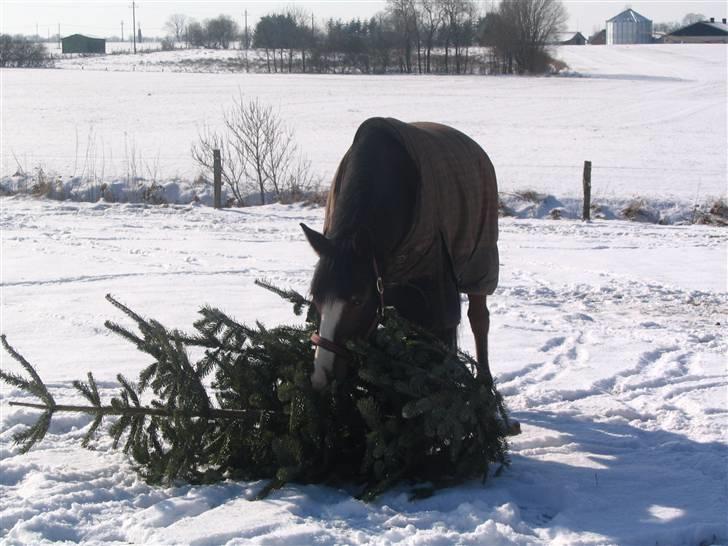 Hollandsk Sportspony Magic Pirock - Nysgerrige pirock (: billede 18