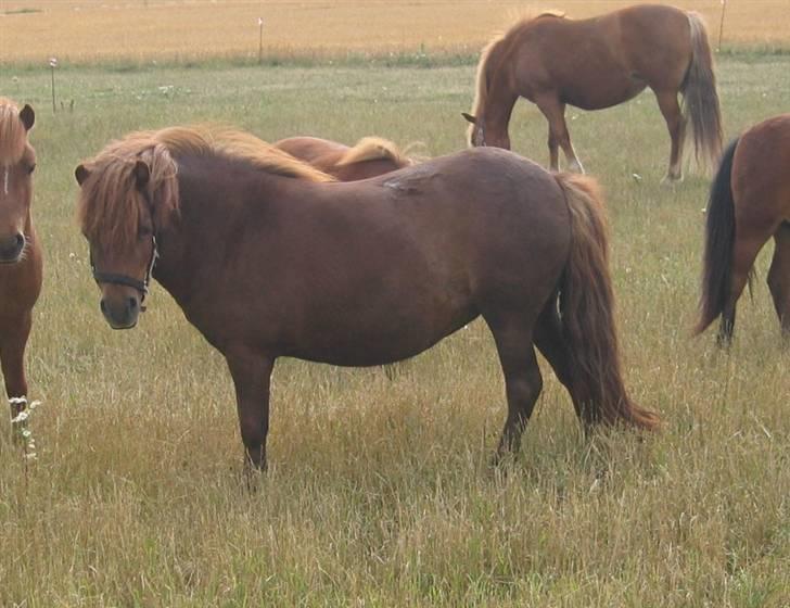 Shetlænder Nørbæks Nulle billede 1