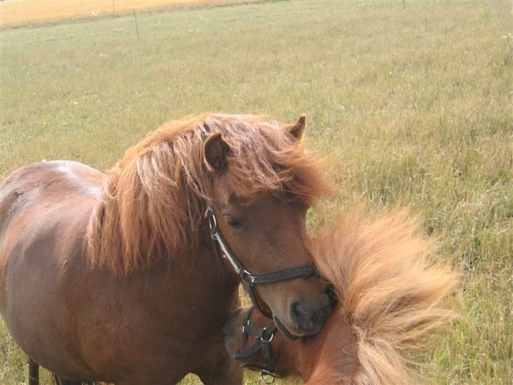 Shetlænder Nørbæks Nulle billede 2