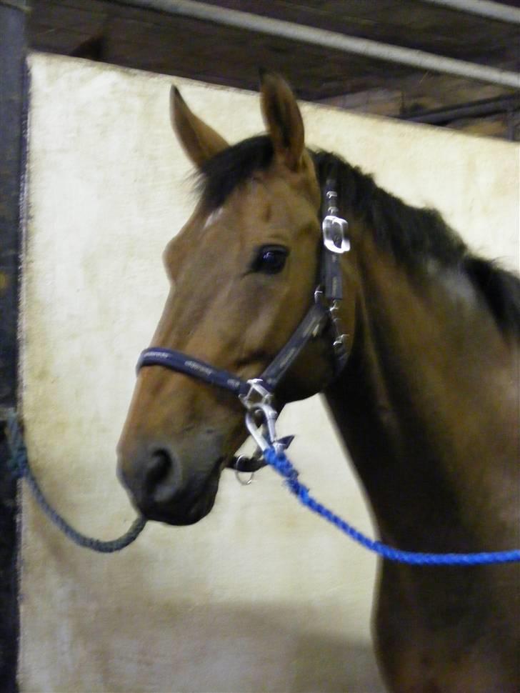 Anden særlig race Romeo R.I.P. - Det er dejligt med et koldt bad i 30 graders varme billede 17