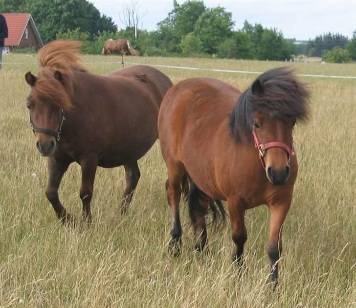 Shetlænder Nørbæks Nulle billede 3