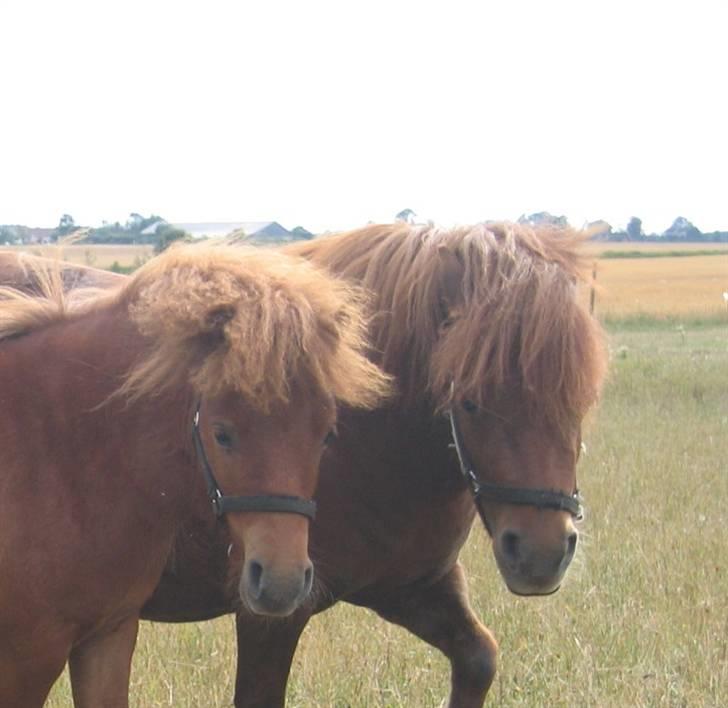 Shetlænder Nørbæks Nulle billede 4