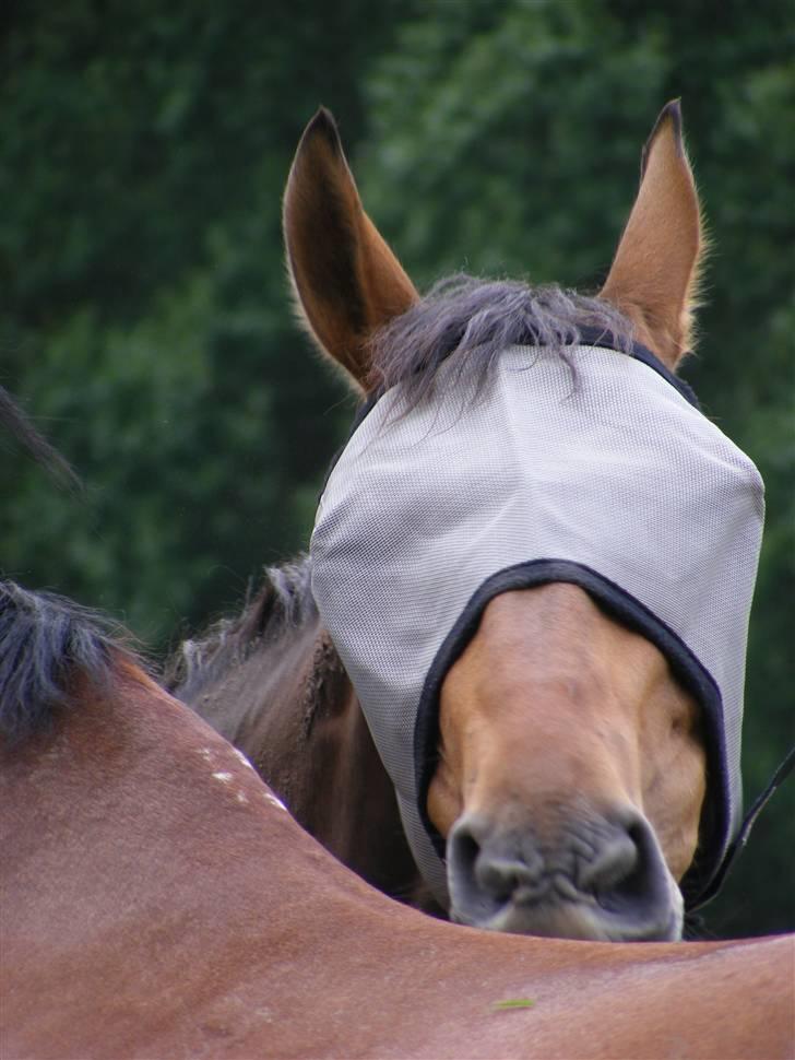 Anden særlig race Romeo R.I.P. - Nusser med Stump billede 19