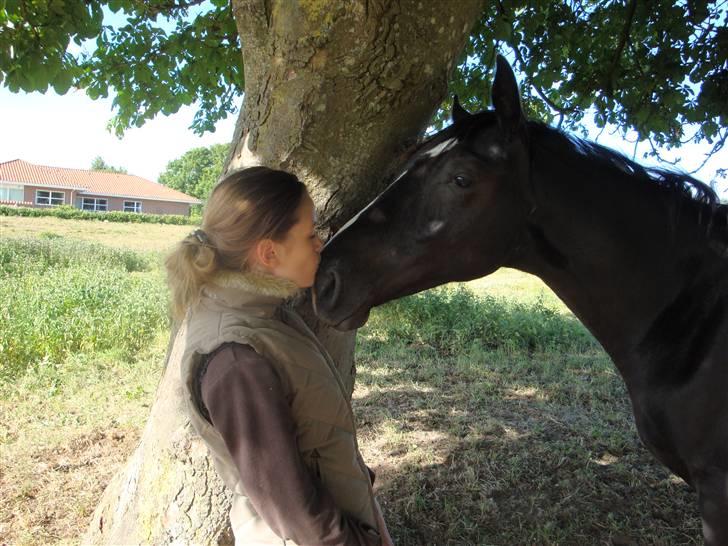 Dansk Varmblod Mazy *Solgt* - Mys mys billede 14