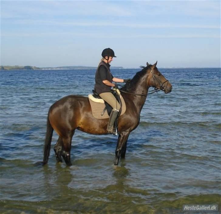 Hannoveraner Chanell *R.I.P* - Chanell ved vandet for første gang :o) billede 2