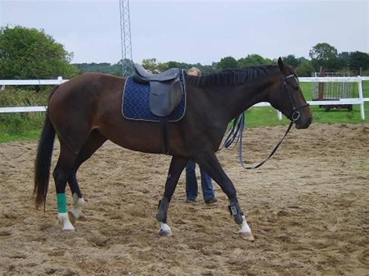 Hannoveraner Chanell *R.I.P* - Første gang med sadel på ;) billede 3