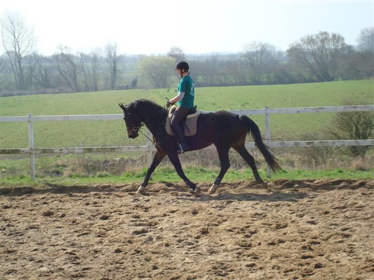 Hannoveraner Chanell *R.I.P* - 7. gang med rytter :D  billede 5