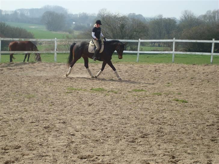 Hannoveraner Chanell *R.I.P* - ;D billede 8