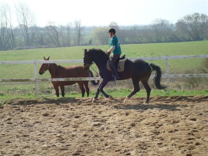 Hannoveraner Chanell *R.I.P* - 7. gang med rytter :D i galop 1. gang :D billede 9