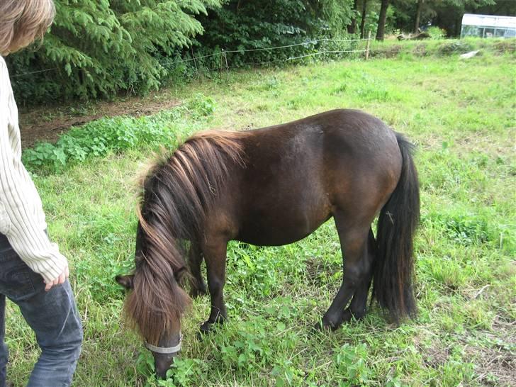 Anden særlig race Misaki ¤SOLGT¤ billede 6