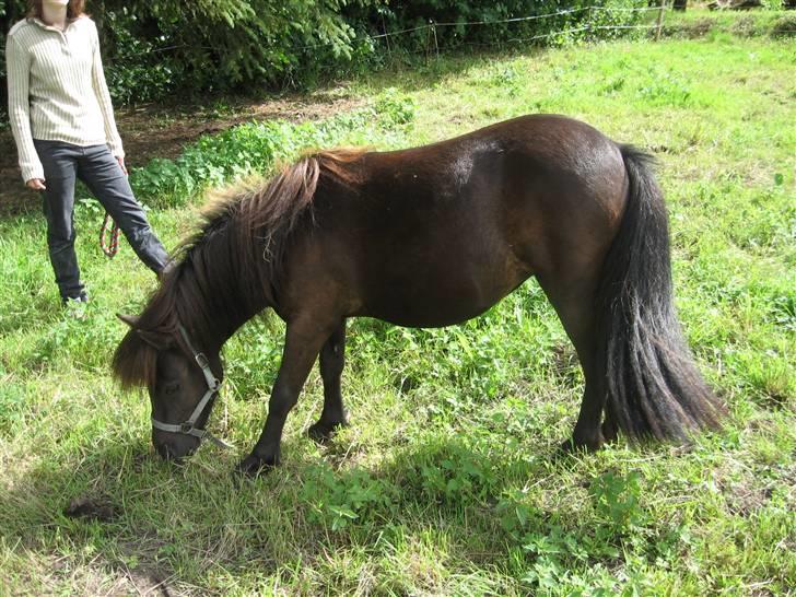 Anden særlig race Misaki ¤SOLGT¤ billede 7