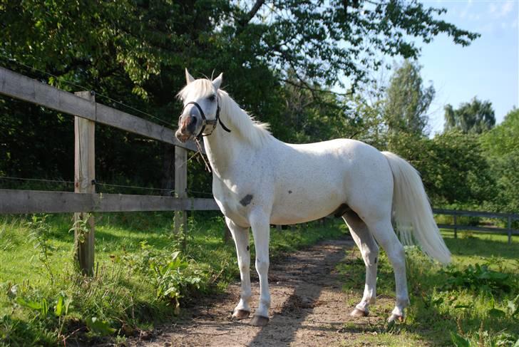 Welsh Partbred (Sec F) Emdegårdens Herculessolgt - hercules på fold første dag da jeg fik ham  billede 4