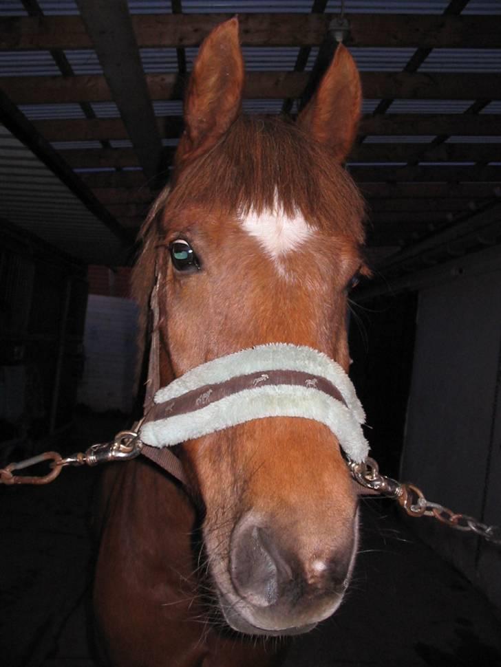Anden særlig race avelon "solgt" - hej smukke  billede 1