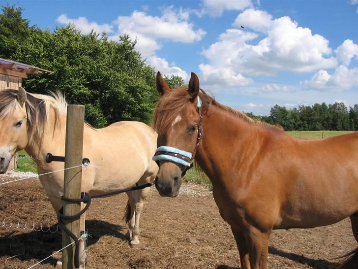 Anden særlig race avelon "solgt" - avelon med basse ved siden af.  billede 2