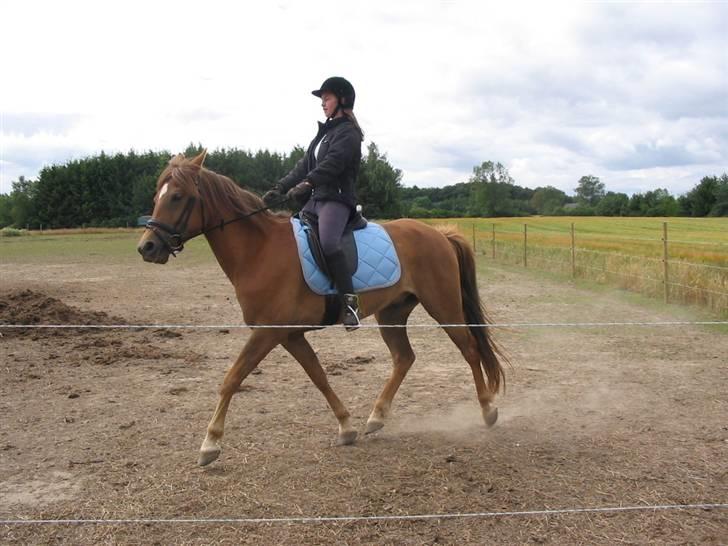 Anden særlig race avelon "solgt" - ave med sit nye underlag (ved god at det er lidt for stort men syntes bare at han skulle have det.) billede 3