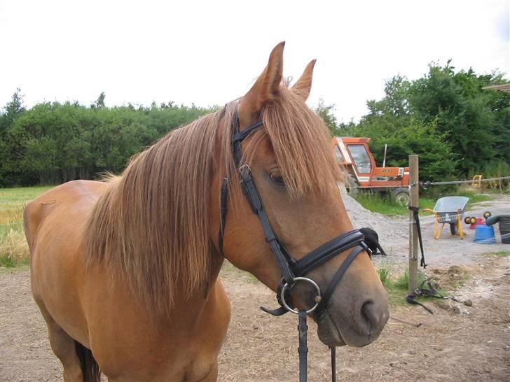 Anden særlig race avelon "solgt" billede 4