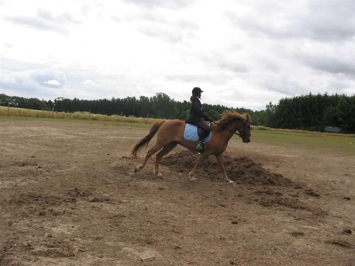 Anden særlig race avelon "solgt" - og så en frisk lille galop billede 5