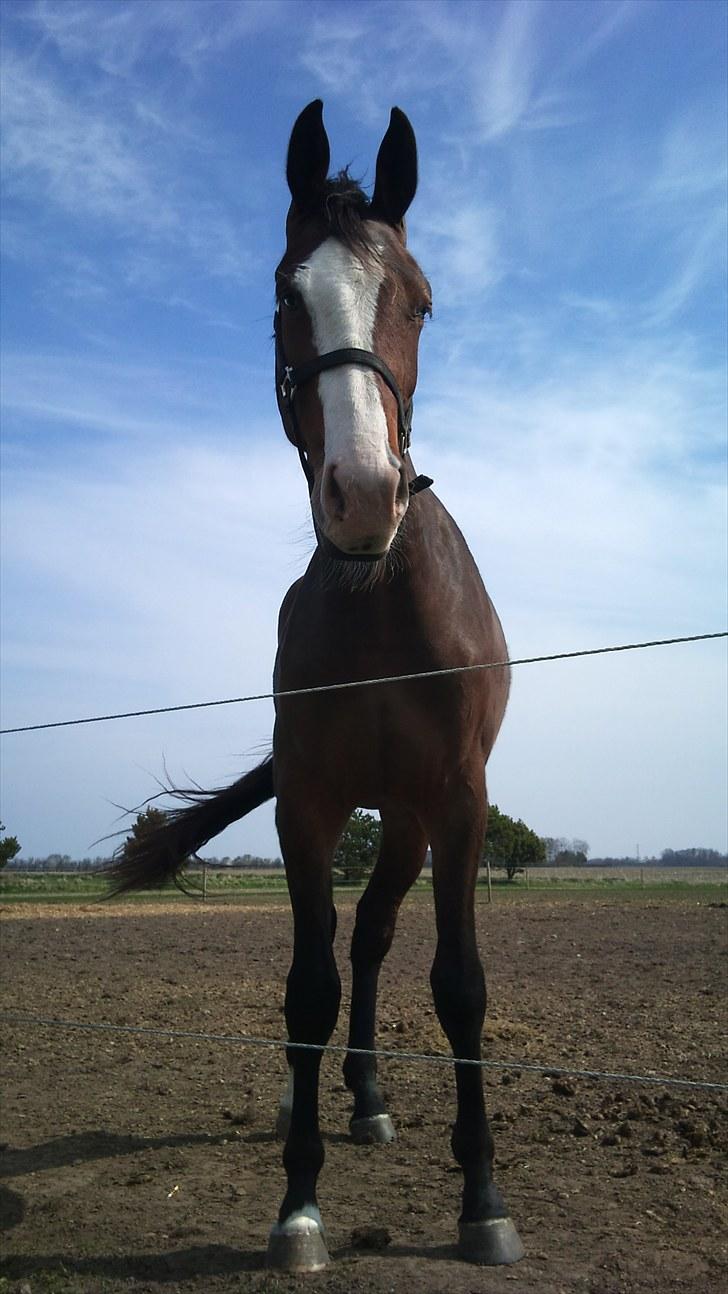 Dansk Varmblod • Heart Made • billede 6