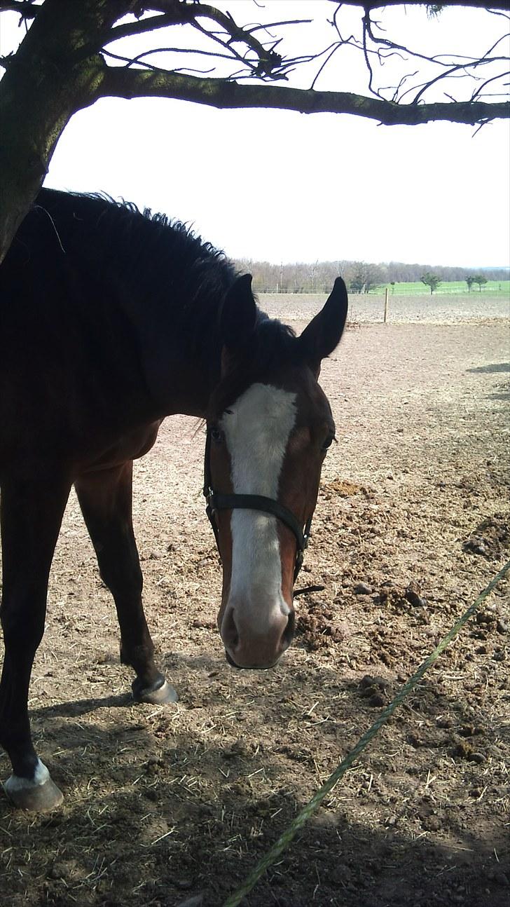 Dansk Varmblod • Heart Made • billede 9