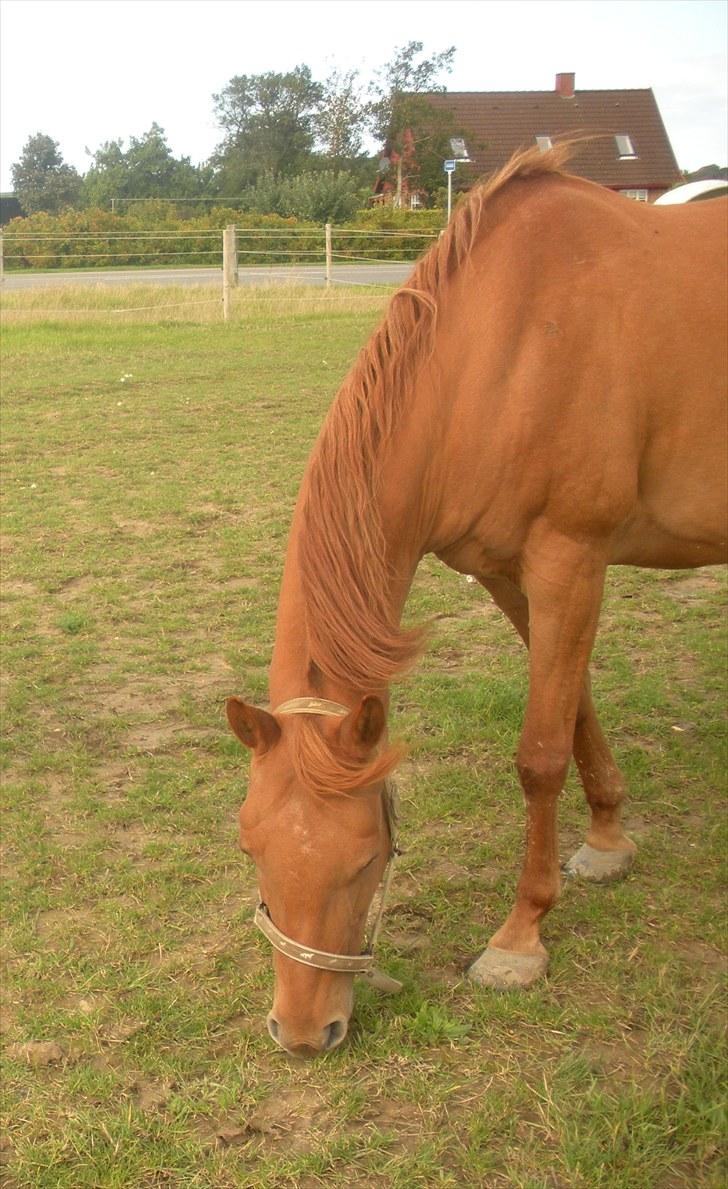 Arabisk fuldblod (OX) Til minde om Camira Bint Katuam - I sit rette element billede 15