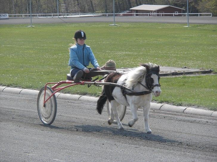 Shetlænder Daisy - Travløb 2011 billede 6