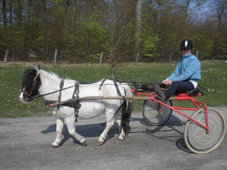 Shetlænder Daisy - elsker dig min lille teddy bjørn<3 billede 7