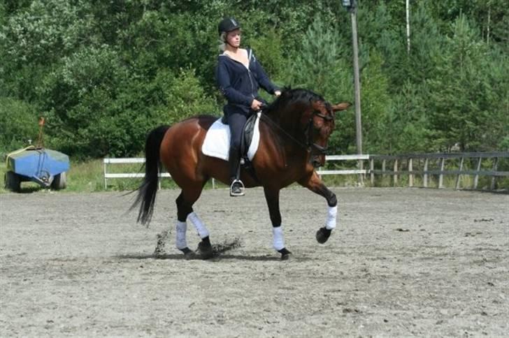Norsk Varmblod  Nay Mondi*R.I.P* billede 6