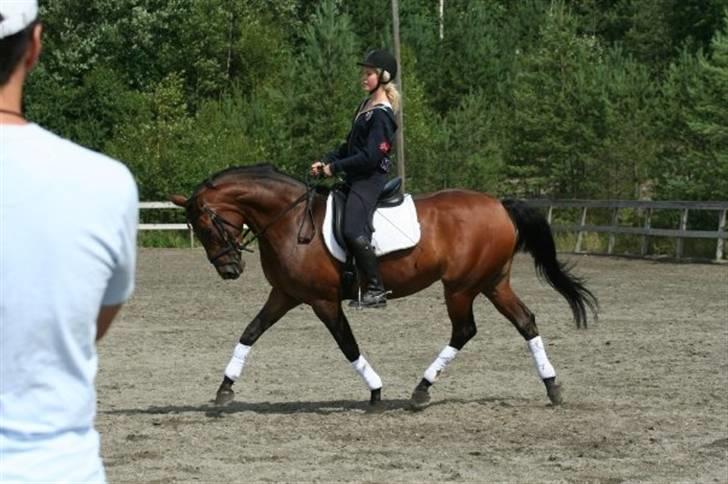Norsk Varmblod  Nay Mondi*R.I.P* billede 8