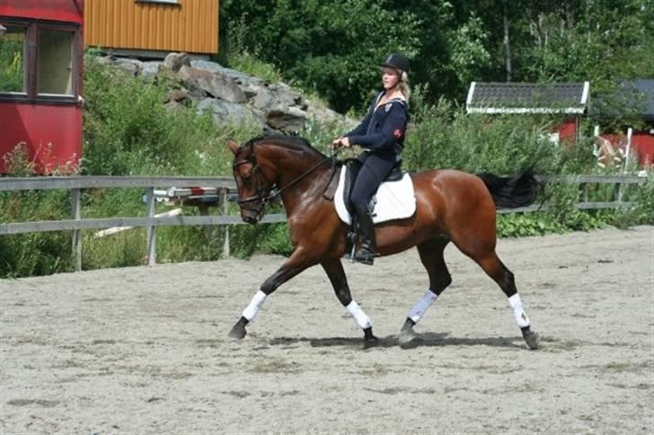 Norsk Varmblod  Nay Mondi*R.I.P* billede 12