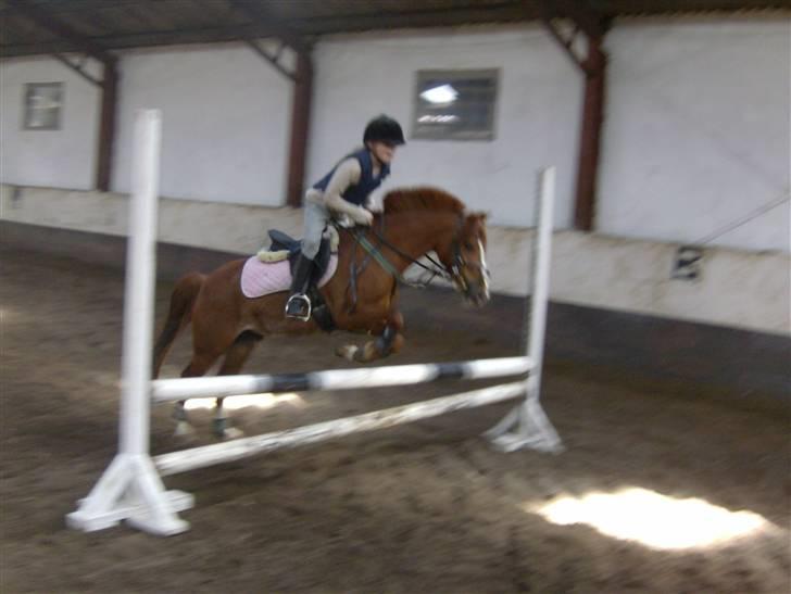 Hollandsk Sportspony Loekie  liht ¤my boy¤ - spring min skat billede 14