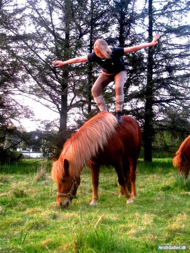 Islænder | Eldur fra Udholm | - Billedet taget af: Kathrine Clausen  billede 8