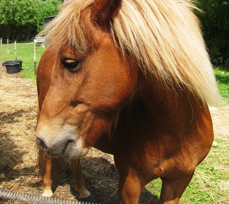 Islænder | Eldur fra Udholm | - Billedet taget af: Majken Rudkjøbing billede 10