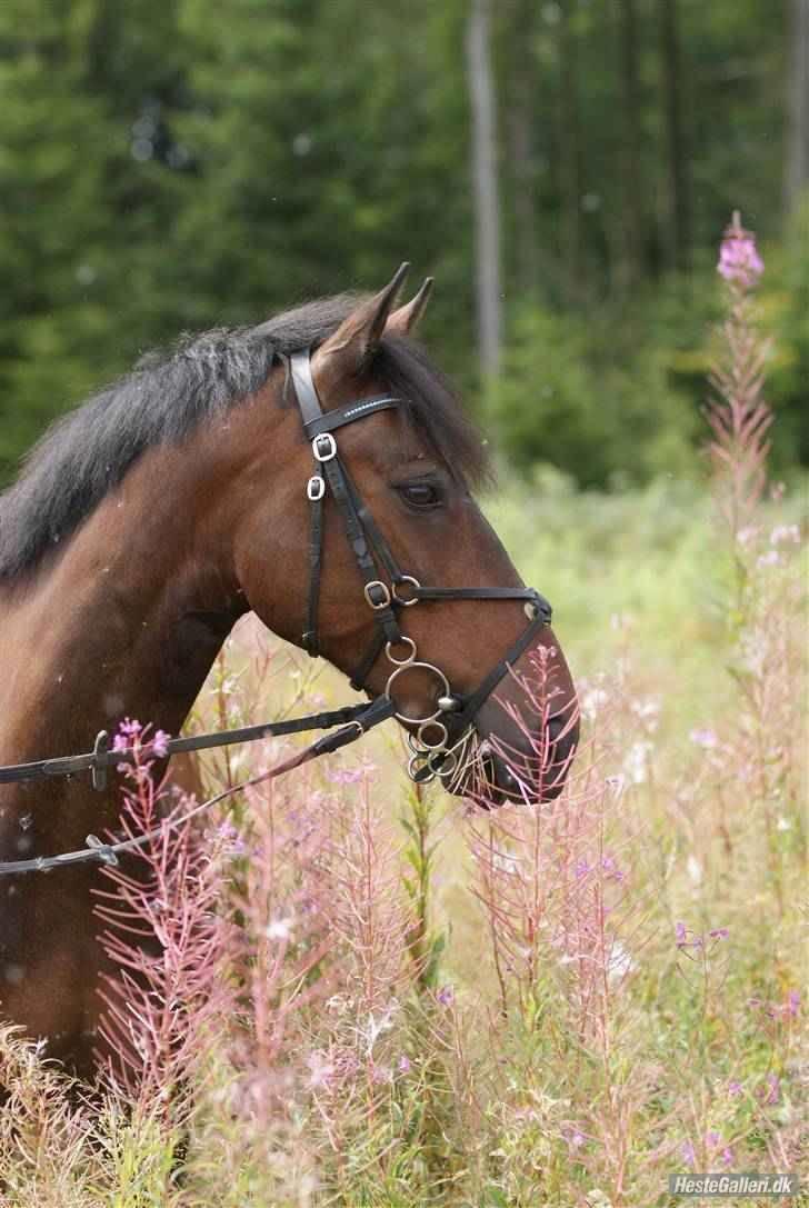 Anden særlig race Håkon - Yndlings billede! Taget i skoven 2010 af FotoMB billede 1