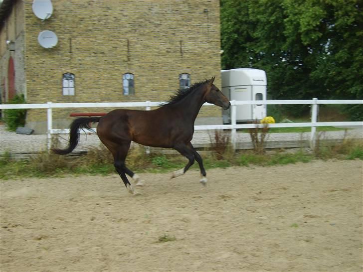 Hannoveraner Chanell *R.I.P* - Lig et galop "shoot" billede 14