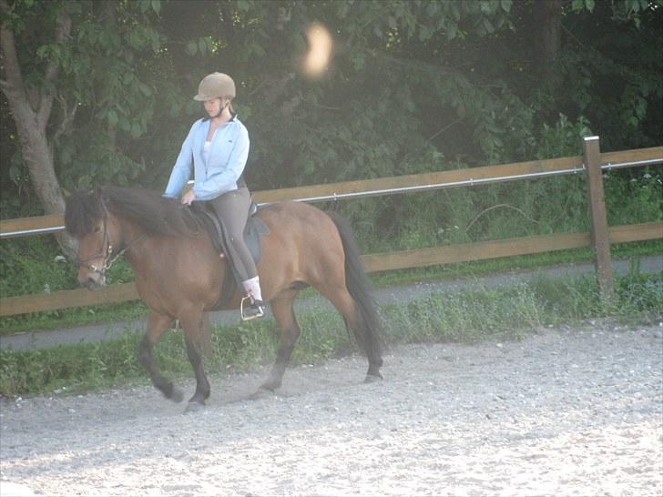 Islænder Jörp fra Tremhuse - <3 :* billede 1