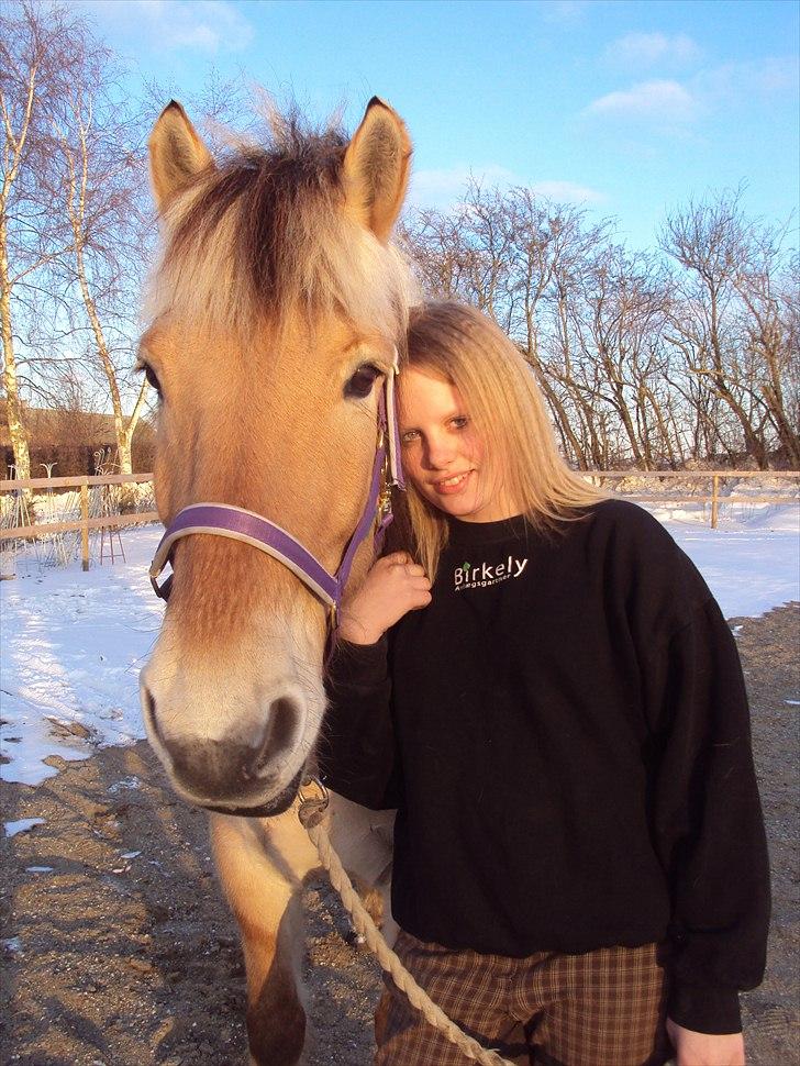 Fjordhest Aron billede 10