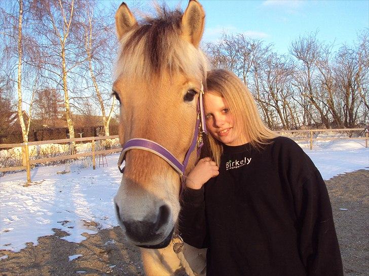 Fjordhest Aron - Mig og min hest billede 11