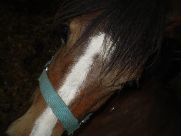 Anden særlig race Monty billede 17