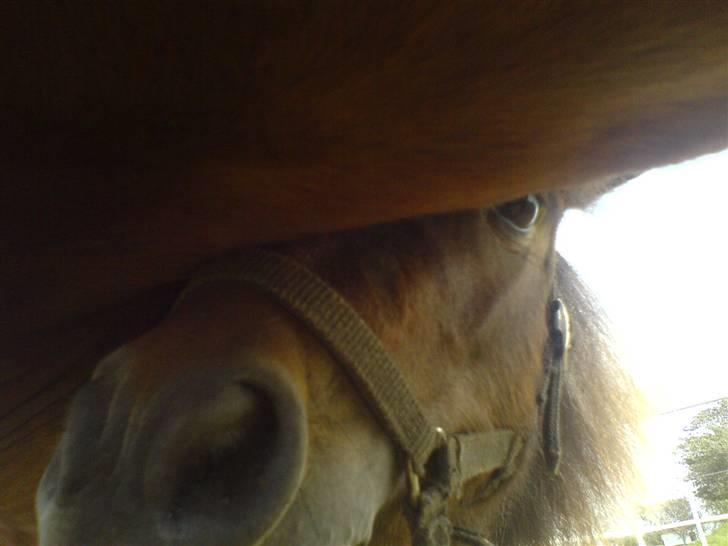 Miniature V.Burskovs Emma - "kuk kuk" (; billede 11