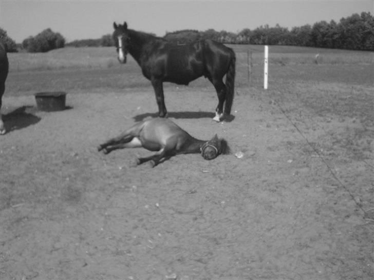 Miniature V.Burskovs Emma - #Flad ud# (; billede 14