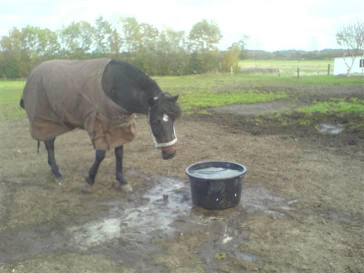 Tysk Sportspony Nero276{R.I.P} - Uh ha, en meget farlig vandpyt ;D billede 18