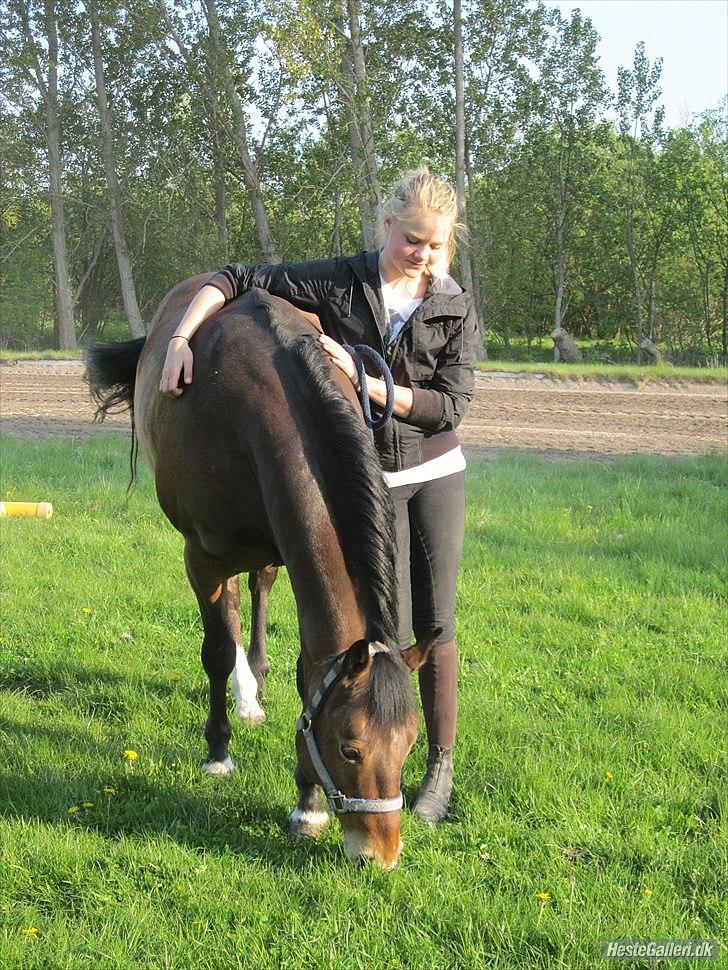 Irsk Sportspony Clover Island - 5) Hygge ved dressurbanen derhjemme, nogle af de sidste dage med ham :´( Jeg elsker dig virkelig højt, min dreng<3 Du har en plads i mit hjerte, og ingen kan nogensinde tage den plads FOTO: Frederikke Degner Jensen<3 billede 5